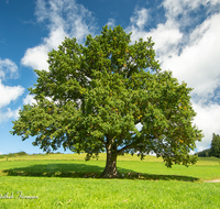 fileadmin/roha/images_galerie/Baum-natur-garten/Baeume/BAUM-EICHE-0021-D-roha-Baum-Eiche-Anger-Bannhoegl-Hoegl.png