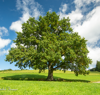 fileadmin/roha/images_galerie/Baum-natur-garten/Baeume/BAUM-EICHE-0021-D-roha-Baum-Eiche-Anger-Bannhoegl-Hoegl.png