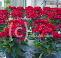 fileadmin/roha/images_galerie/Baum-natur-garten/Gaertnerei/BL-GAERTN-WEIH-0004-D-roha-Blumen-Weihnachtsstern-Euphorbia-pulcherrima-Gaertnerei-Blumenschmuck-Weihnachten.jpg