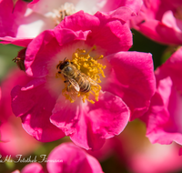 fileadmin/roha/images_galerie/Tiere/BL-HAUSG-ROSE-0040-D-roha-Blumen-Hausgarten-Heckenrose-Rose-Biene-Apis-Rosa-corymbifera.png