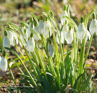 fileadmin/roha/images_galerie/Baum-natur-garten/Natur-Wildblumen-Landschaft/BL-SCHNEEGL-0020-D-roha-Blumen-Schneegloeckchen-Galanthus.png