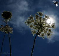 fileadmin/roha/images_galerie/stimmung-Sonne/BL-WIESE-UF-MOE-0010-D-roha-Blumenwiese-Wilde-Moehre-Bluete-Daucus-carota-subsp.png