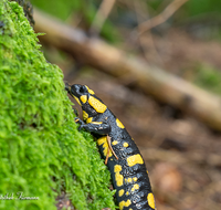 fileadmin/roha/images_galerie/Tiere/TIE-FEU-SAL-0003-D-roha-Tier-Amphibie-Feuersalamander-Salamandra-Wald-Fichte.png