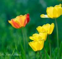 fileadmin/roha/images_galerie/Baum-natur-garten/Blumengarten-Blumen/BL-HAUSG-TULP-0018-D-roha-Hausgarten-Blumen-Tulpen-Tulipa-Fruehling.png