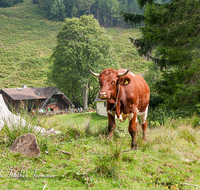 fileadmin/roha/images_galerie/Tiere/Kuh-Schaf-Pferd-Ziege/PID-STEIN-ALM-0004-D-roha-Piding-Steiner-Alm-Kuh-Stier.png