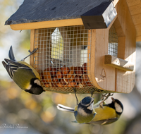 fileadmin/roha/images_galerie/Tiere/Vogel/TIE-VOEG-HAEUSCH-0014-05-D-roha-Tiere-Vogel-Haeuschen-Futter-Meise.png