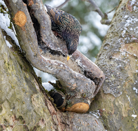 fileadmin/roha/images_galerie/Tiere/Vogel/TIE-VOEG-STAR-0012-01-D-roha-Tiere-Vogel-Star-Sturnus-vulgaris.png