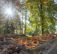 fileadmin/roha/images_galerie/stimmung-Sonne/ABTS-SEE-STIM-HER-0009-D-roha-Abtsdorfer-See-Herbst-Laub-Tisch-Sonne-Stimmung.png