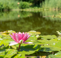 fileadmin/roha/images_galerie/Baum-natur-garten/Natur-Wildblumen-Landschaft/BL-WAS-SEER-0007-D-roha-Blumen-Wasser-Teich-Seerose-rot-Nymphaea.png