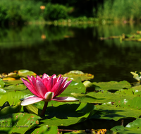 fileadmin/roha/images_galerie/Baum-natur-garten/Natur-Wildblumen-Landschaft/BL-WAS-SEER-0007-D-roha-Blumen-Wasser-Teich-Seerose-rot-Nymphaea.png