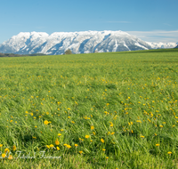 fileadmin/roha/images_galerie/orte_landschaft/Anger/Anger/Anger-Landschaft/LANDS-ANG-UNT-0001-01-D-roha-Landschaft-Anger-Untersberg-Blumenwiese.png