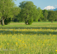 fileadmin/roha/images_galerie/orte_landschaft/Laufen/LANDS-LAUF-LEOB-0001-D-PS-roha-Landschaft-Laufen-Leobendorf-Watzmann-Blumenwiese-Fruehjahr.png