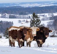 fileadmin/roha/images_galerie/Tiere/Kuh-Schaf-Pferd-Ziege/TIE-KUEHE-GIER-WI-0001-D-roha-Tiere-Kuehe-Winter.png