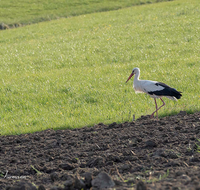 fileadmin/roha/Interessantes-in-Kurzform/ab-4-2021/TIE-VOEG-STOR-0001-1830-01-D-roha-Tier-Vogel-Weiss-Storch-Ciconia-ciconia.png