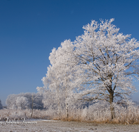 fileadmin/roha/images_galerie/orte_landschaft/Saaldorf/WINT-ABTSD-0003-D-roha-Winter-Abtsdorfer-See-Ufer-Birke-Rauhreif.png