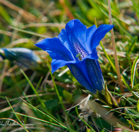 fileadmin/roha/images_galerie/Baum-natur-garten/Natur-Wildblumen-Landschaft/BL-BERG-ENZ-0008-D-roha-Blumen-Gebirge-Enzian-Gentiana-clusii.png