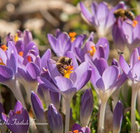 fileadmin/roha/images_galerie/Tiere/BL-KROK-0014-09-D-roha-Blumen-Krokus-Fruehling-lila-Biene-crocus-Anthophila.png