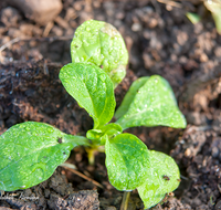 fileadmin/roha/images_galerie/Baum-natur-garten/Gemuese-Garten-Kraeuter-neu/GAR-GEM-SAL-0006-D-ADH-roha-Garten-Beet-Gemuese-Salat-Feldsalat-Rapunzel.png