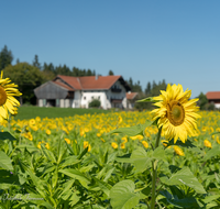 fileadmin/roha/images_galerie/Landwirtschaft/LANDW-FELD-SON-0001-D-roha-Landwirtschaft-Sonnenblume-Bauernhof.png