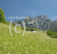 fileadmin/roha/images_galerie/orte_landschaft/Lofer-Kirchental-Wildenthal-Unken/LOFER-WILDENT-0001-02-D-roha-Lofer-Wildental-Landwirtschaft-Blumenwiese.jpg