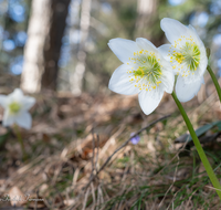 fileadmin/roha/images_galerie/Baum-natur-garten/Natur-Wildblumen-Landschaft/BL-SCHNEERO-0014-D-roha-Blumen-Schneerose-Fruehling-Helleborus-niger.png