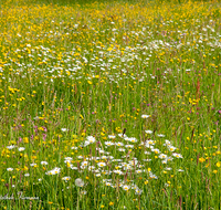 fileadmin/roha/images_galerie/Baum-natur-garten/Natur-Wildblumen-Landschaft/BL-WIESE-DOP-0001-D-roha-Blumenwiese-Doppeln-Landwirtschaft-Margerite-Hahnenfuss-Gras-Lichtnelke.png