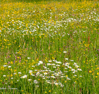 fileadmin/roha/images_galerie/Baum-natur-garten/Natur-Wildblumen-Landschaft/BL-WIESE-DOP-0001-D-roha-Blumenwiese-Doppeln-Landwirtschaft-Margerite-Hahnenfuss-Gras-Lichtnelke.png