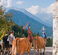 fileadmin/roha/reportagen/Almabtrieb-Wasserfallalm/BR-ALMAB-BGD-OB-SLUZ-00139-D-roha-Almabtrieb-Berchtesgaden-Wasserfallalm-Obersulzberglehen-Fuikl.png