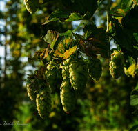 fileadmin/roha/images_galerie/Landwirtschaft/LANDW-HOPF-0020-D-roha-Landwirtschaft-Hopfen-Pflanze-Dolde-Bier.png