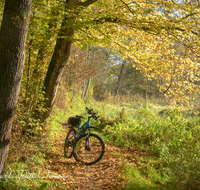 fileadmin/roha/images_galerie/Freizeit-Sport/E-Bike/SPO-E-BIKE-TEI-PUN-ROS-0002-D-roha-Sport-E-Bike-Teisendorf-Punschern-Rosenkranzweg-Herbst-Wanderweg.png