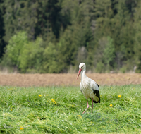 fileadmin/roha/images_galerie/Tiere/TIE-VOEG-STOR-0015-D-roha-Tier-Vogel-Weiss-Storch-Ciconia-ciconia.png