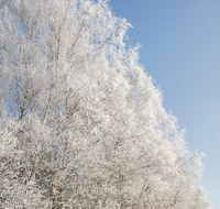 fileadmin/roha/images_galerie/Winter/WINT-WALD-0003-D-roha-Winter-Wald-Schnee-Rauhreif.png