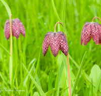 fileadmin/roha/images_galerie/Baum-natur-garten/Natur-Wildblumen-Landschaft/BL-SCHACHBR-0007-D-roha-Blume-Schachbrett-Fritillaria-meleagris-Fruehling.png