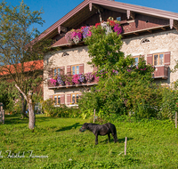 fileadmin/roha/images_galerie/architektur-Haeuser/HAEU-BAU-UFERING-0003-D-roha-Bauernhaus-Teisendorf-Ufering-Blumenschmuck-Garten-Pferd-Pony.png