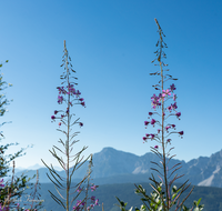 fileadmin/roha/images_galerie/Baum-natur-garten/Natur-Wildblumen-Landschaft/LANDS-ANG-TEISB-0002-02-D-roha-Landschaft-Anger-Teisenberg-Hochstaufen.png