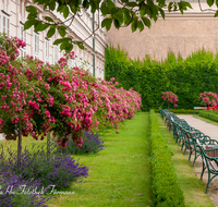 fileadmin/roha/images_galerie/orte_landschaft/Salzburg/Mirabell-Zwergerlgarten/SA-MIRA-GART-0022-D-roha-Salzburg-Mirabell-Schloss-Garten-Rosen-Lavendel.png