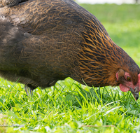 fileadmin/roha/images_galerie/Tiere/TIE-VOEG-HUHN-0072-D-roha-Tiere-Huhn-Henne-Gockel-Vogel.png