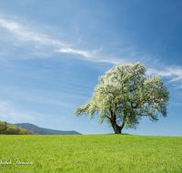 fileadmin/roha/images_galerie/Baum-natur-garten/Baeume/BAUM-BIRN-0031-D-roha-Baum-Birne-Obst-bluehen-Fruehling.png