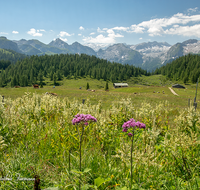 fileadmin/roha/images_galerie/orte_landschaft/Berchtesgaden/Jenner-Schoenau/BGD-JENN-GOTZ-0006-D-roha-Berchtesgaden-Jenner-Gotzen-Alm-Kuh-Steinernes-Meer.png