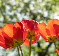 fileadmin/roha/images_galerie/Baum-natur-garten/Blumengarten-Blumen/BL-HAUSG-TULP-0040-02-D-roha-Hausgarten-Blumen-Tulpen-Tulipa-Fruehling-rot.png