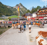 fileadmin/roha/images_galerie/brauchtum/Almabtrieb/Almabtrieb-Koenigssee/BR-ALMAB-BGD-2015-1034-04-D-roha-Brauchtum-Almabtrieb-Koenigssee-Salet-Schoenau-Fuikl-Seelaende.png