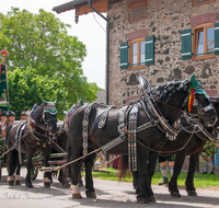 fileadmin/roha/images_galerie/brauchtum/Leonhardiritt/Holzhausen_01/Holzhausen-Ritt-2019/BR-PFRI-HOLZ-2019-1100-02-D-roha-Brauchtum-Pferdeumritt-Leonhardiritt-Holzhausen.png