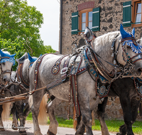 fileadmin/roha/images_galerie/brauchtum/Leonhardiritt/Holzhausen_01/Holzhausen-Ritt-2019/BR-PFRI-HOLZ-2019-1105-01-D-roha-Brauchtum-Pferdeumritt-Leonhardiritt-Holzhausen-Teisendorf-Pferd-Gespann.png