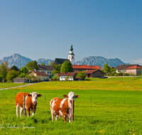 fileadmin/roha/images_galerie/Tiere/Kuh-Schaf-Pferd-Ziege/TEI-WEI-0004-2-D-roha-Teisendorf-Weildorf-Kirche-Kuh-Hochstaufen-Zwiesel.png