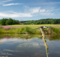 fileadmin/roha/images_galerie/Tiere/Insekten/TIE-LIBEL-PLATT-0001-D-roha-Tiere-Wasser-Libelle-Plattbauch-Patting.png