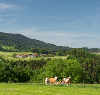 fileadmin/roha/images_galerie/orte_landschaft/Teisendorf/IN-LANDS-Teisendorf/LANDS-TEISB-GRA-0002-D-roha-Landschaft-Teisenberg-Grafenberg-Kuh.png