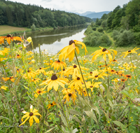 fileadmin/roha/images_galerie/orte_landschaft/Petting/PE-SURSP-0018-D-roha-Petting-Teisendorf-Surspeicher-Wasser-Blumenwiese.png