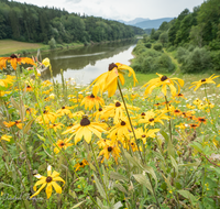 fileadmin/roha/images_galerie/orte_landschaft/Petting/PE-SURSP-0018-D-roha-Petting-Teisendorf-Surspeicher-Wasser-Blumenwiese.png