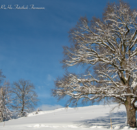 fileadmin/roha/images_galerie/Hintergrund-Download/1024x800/BAUM-WINT-AN-HOEGL-0001-D-roha-Baum-Winter-Quercus-Eiche-Anger-Hoegl.png