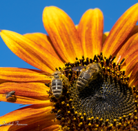 fileadmin/roha/images_galerie/Tiere/Insekten/BL-HAUSG-SONNEBL-0050-D-roha-Blumen-Hausgarten-Sonnenblume-Biene.png